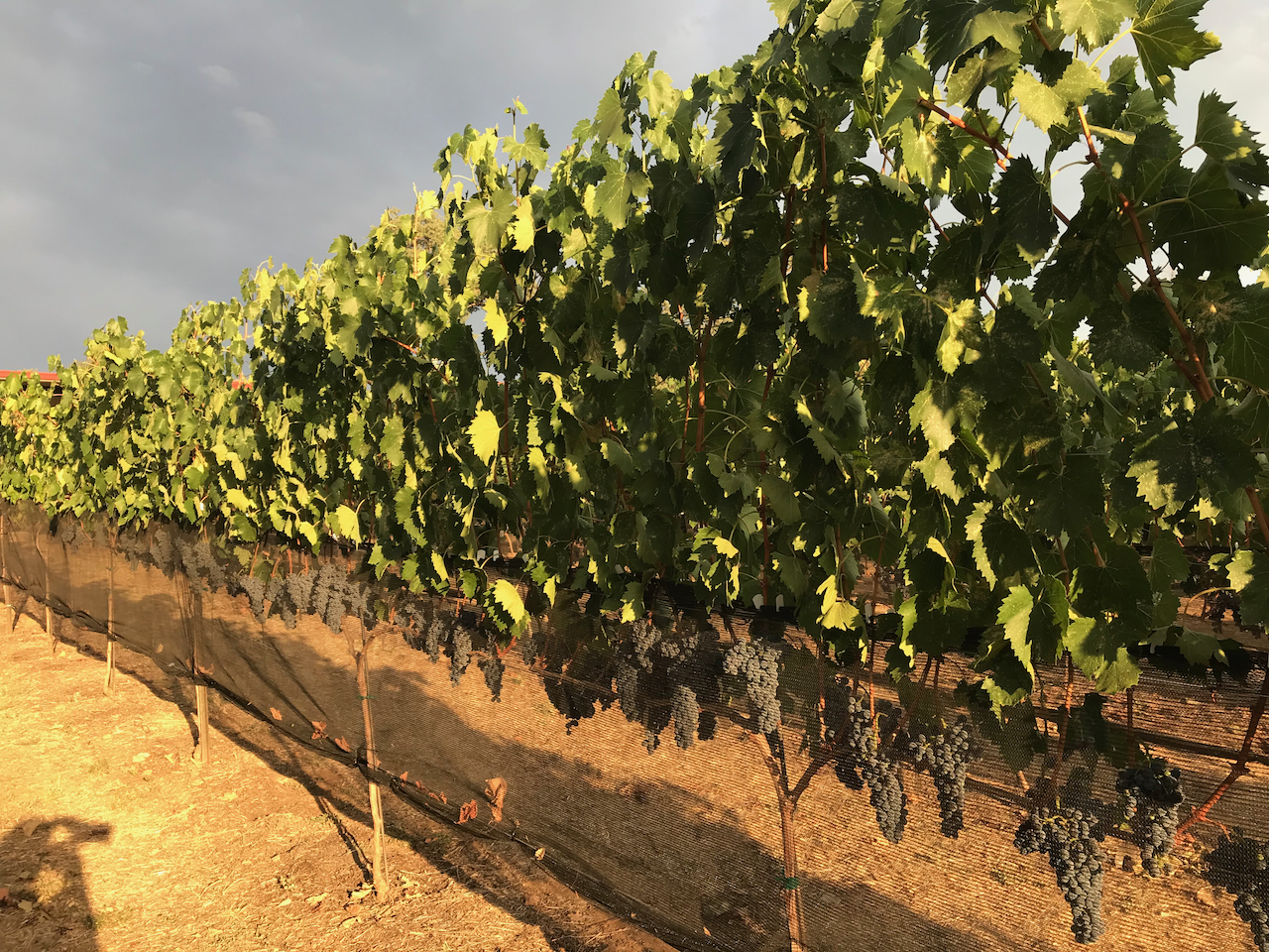 Sourdough Gold Vineyard El Dorado Wine Grape Growers Association